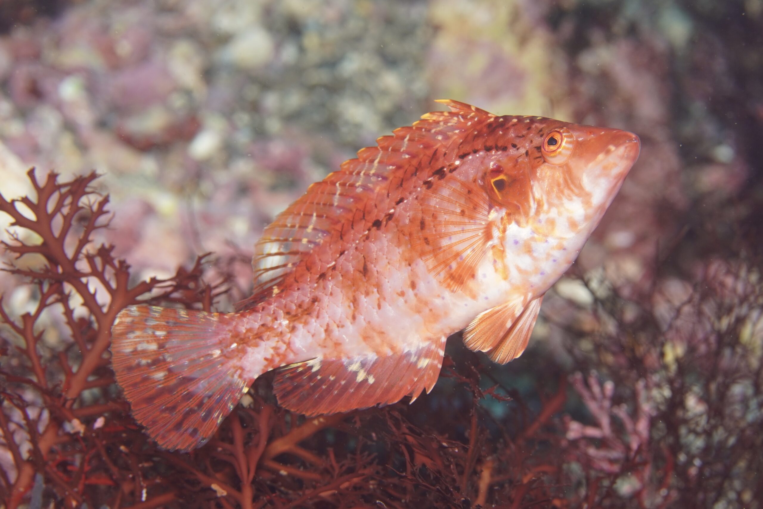 オハグロベラ