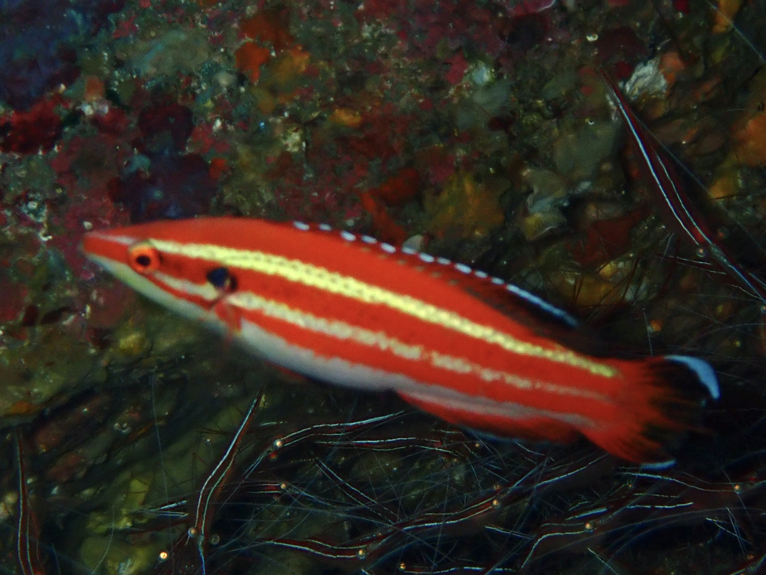 シマキツネベラ