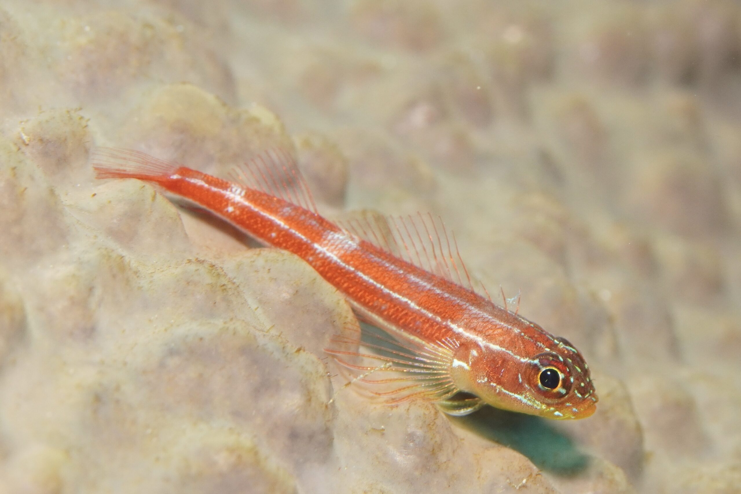 タテジマヘビギンポ