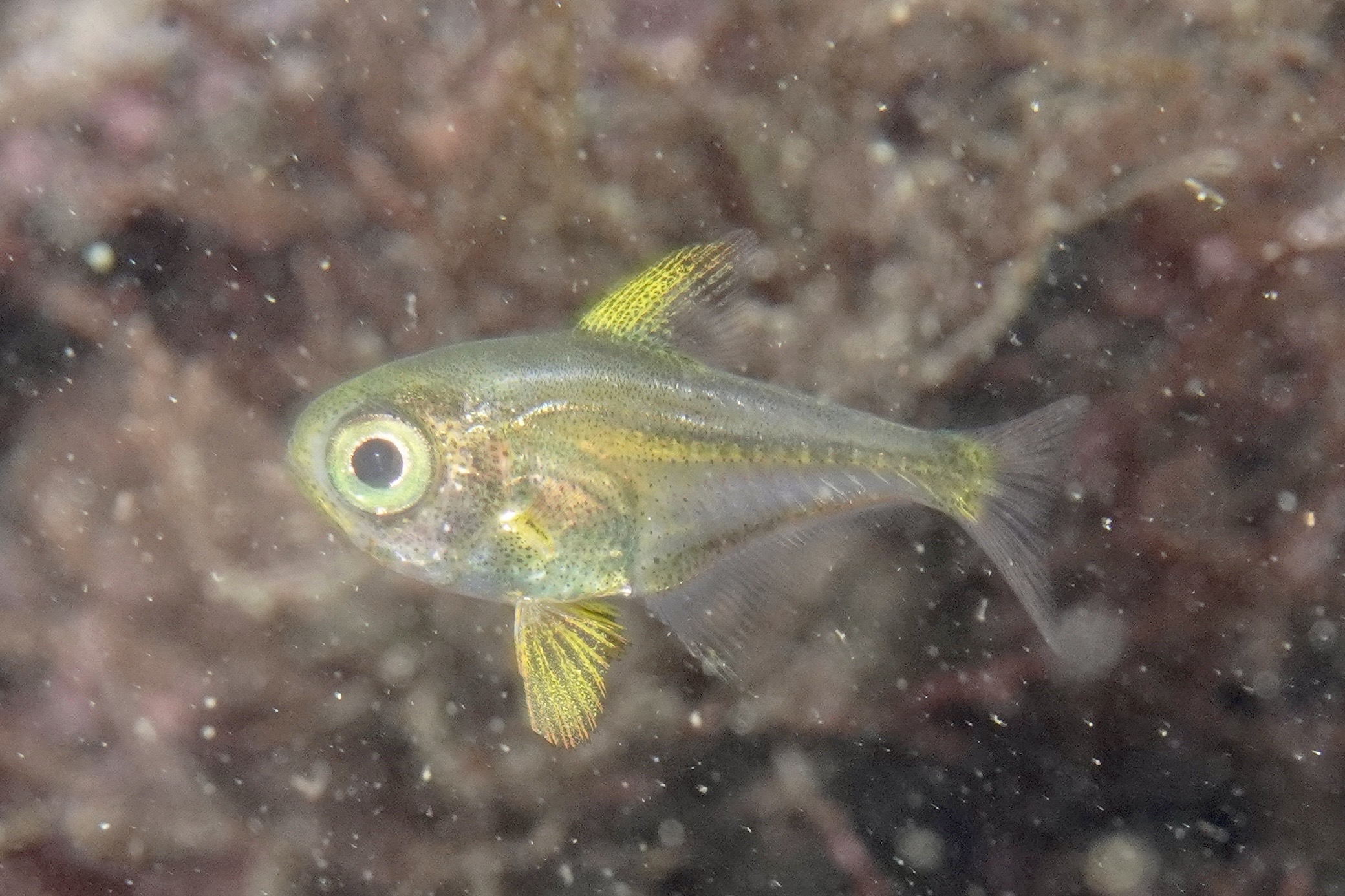 ツマグロハタンポ