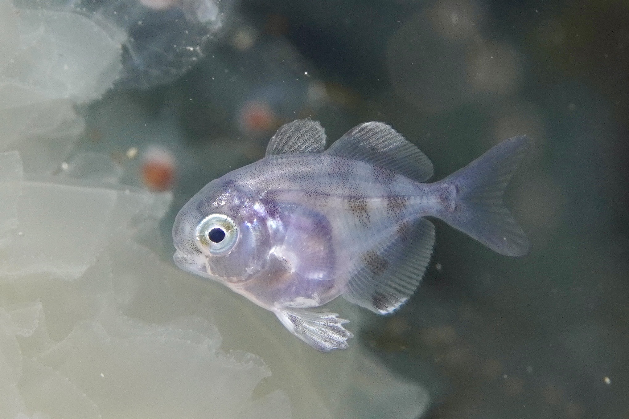 シマハナビラウオ