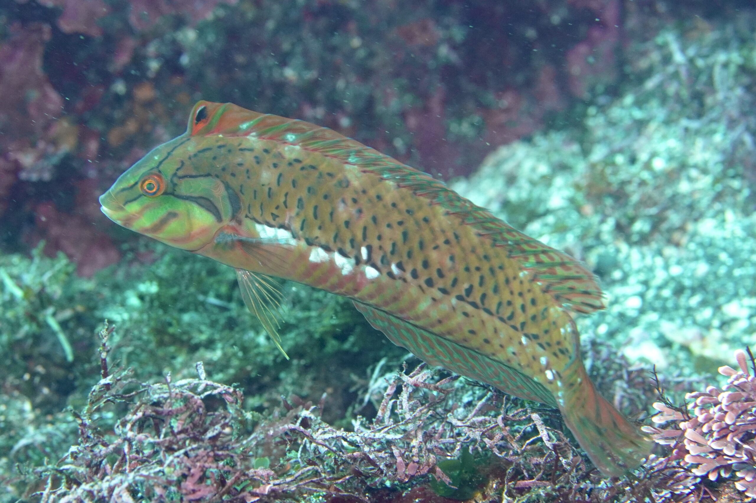 オオヒレテンスモドキ