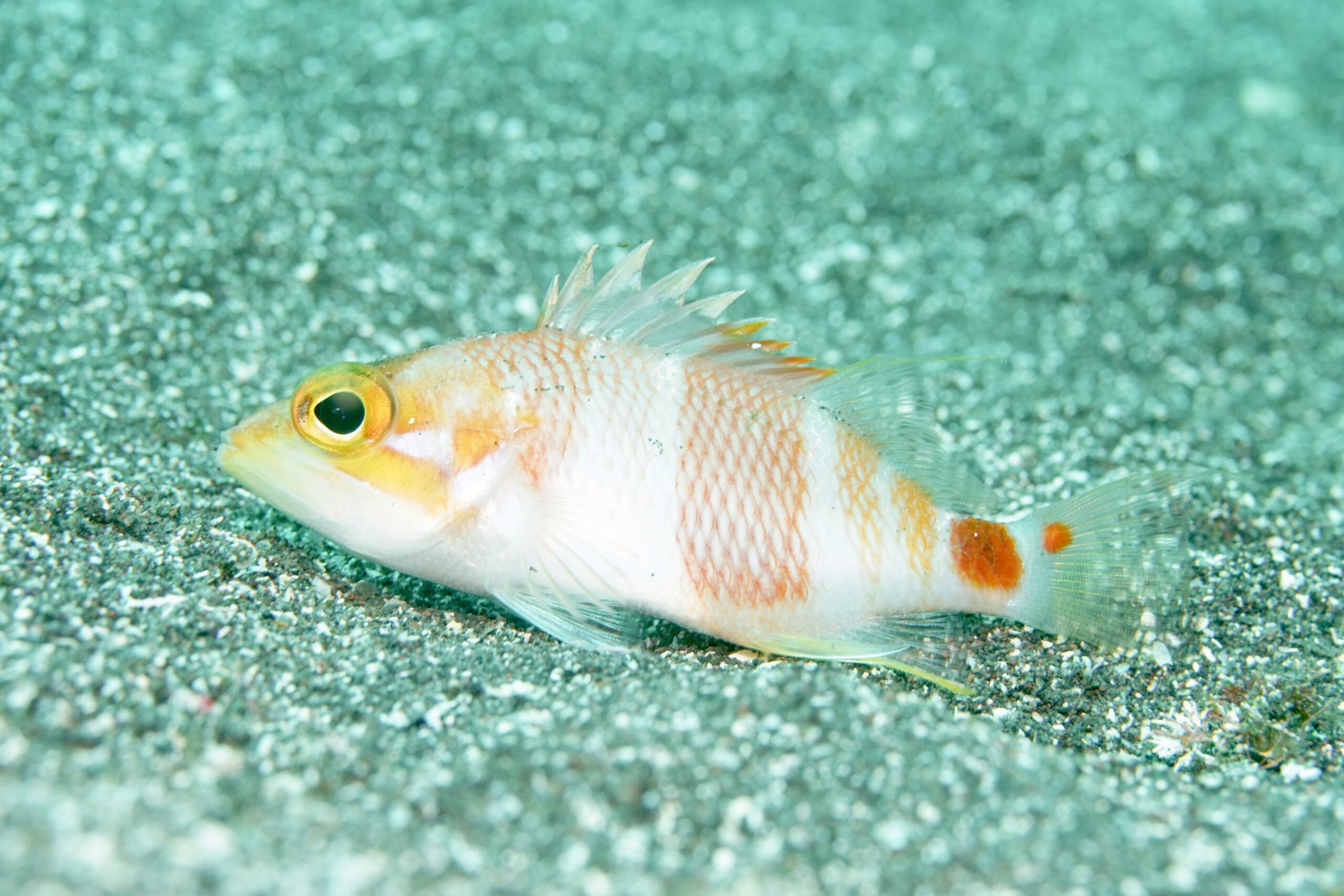 アズマハナダイ