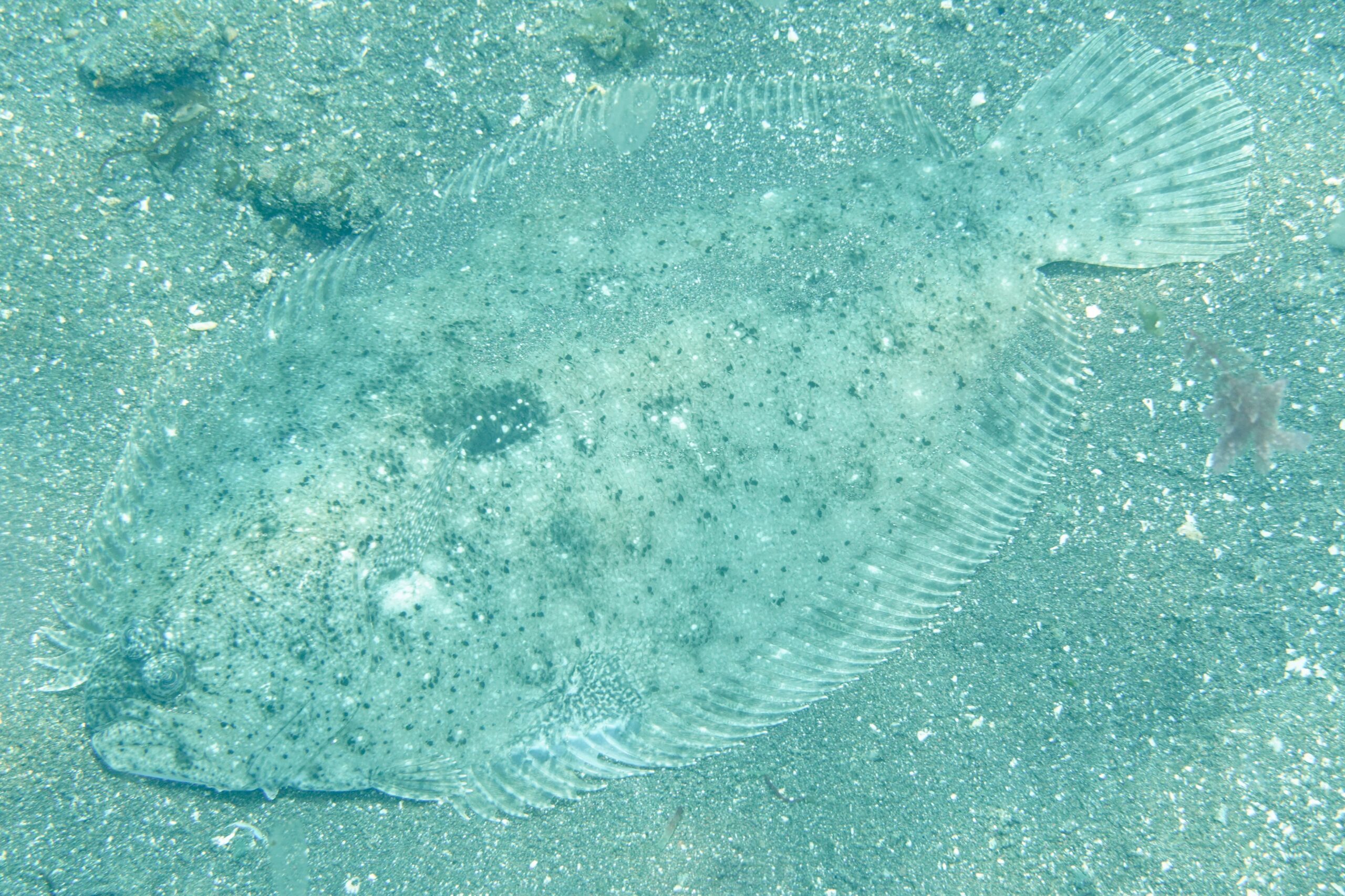 テンジクガレイ