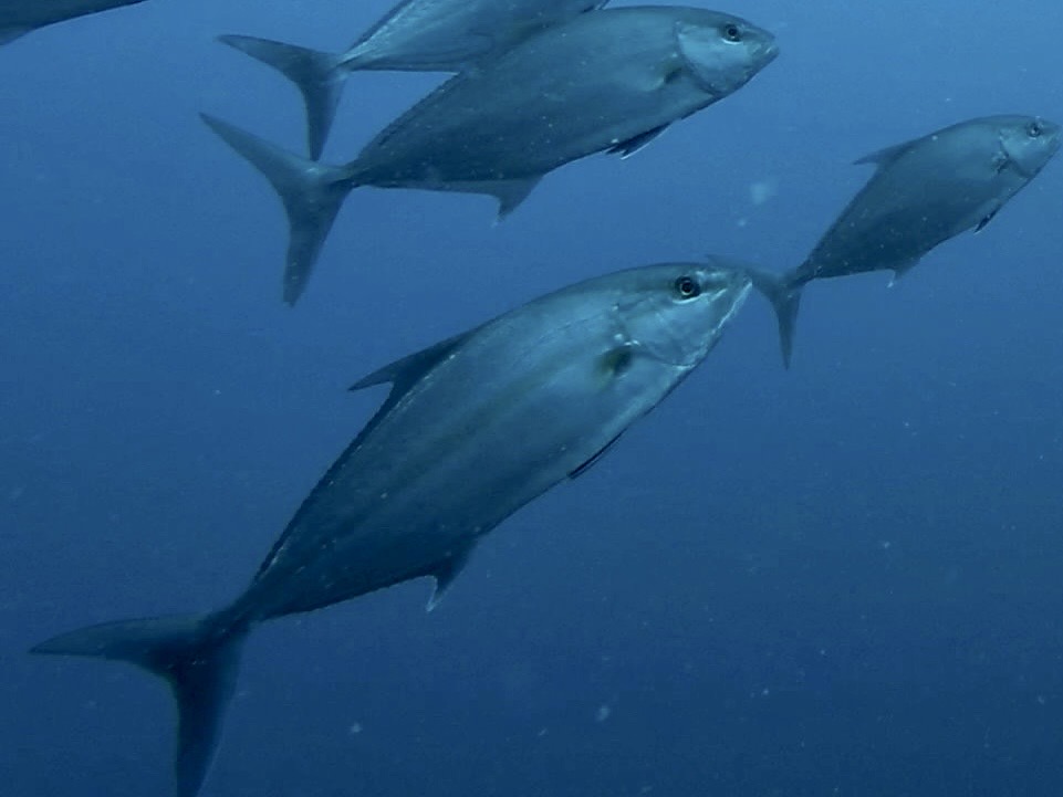 ヒレナガカンパチ