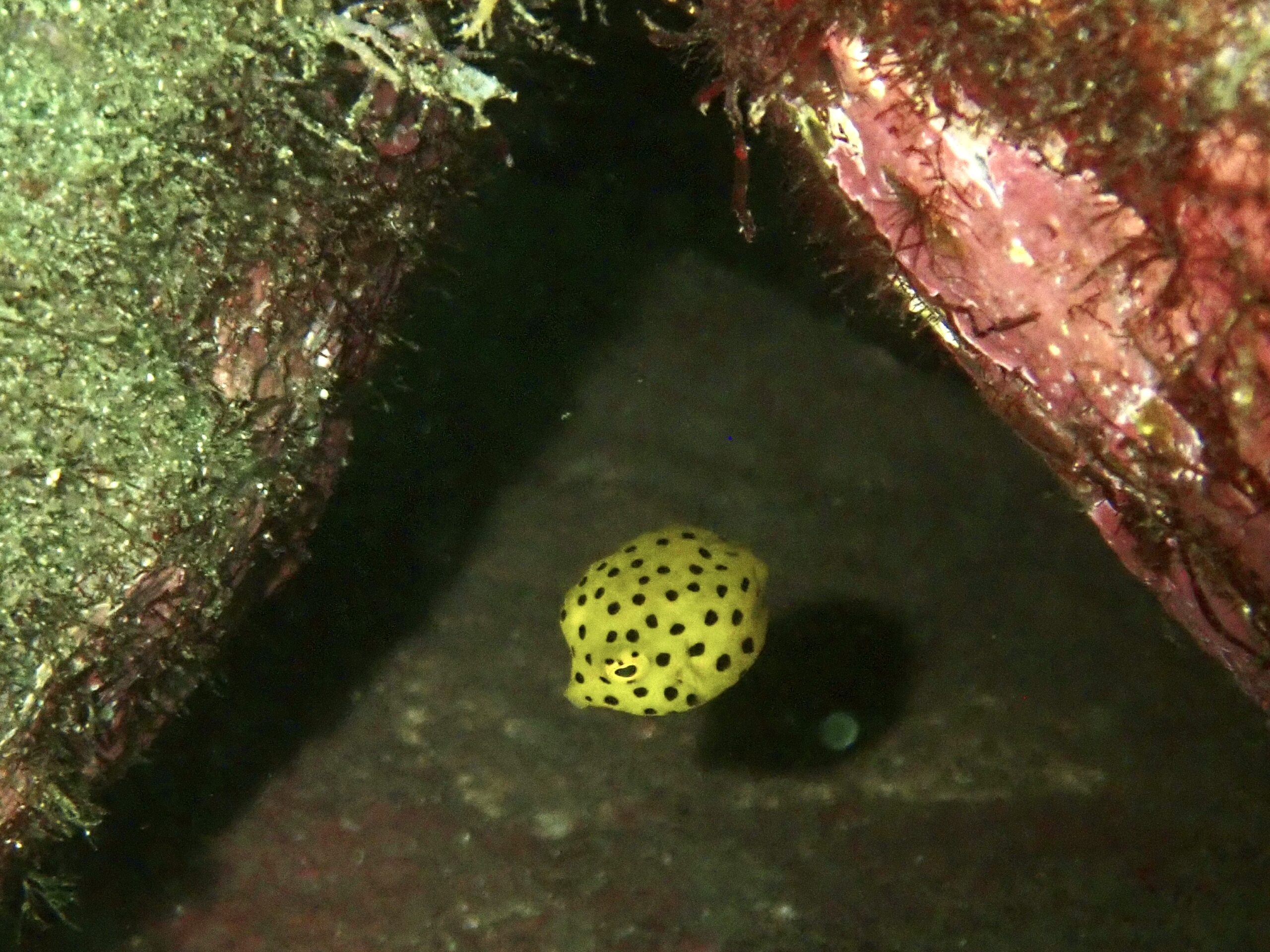 ミナミハコフグ