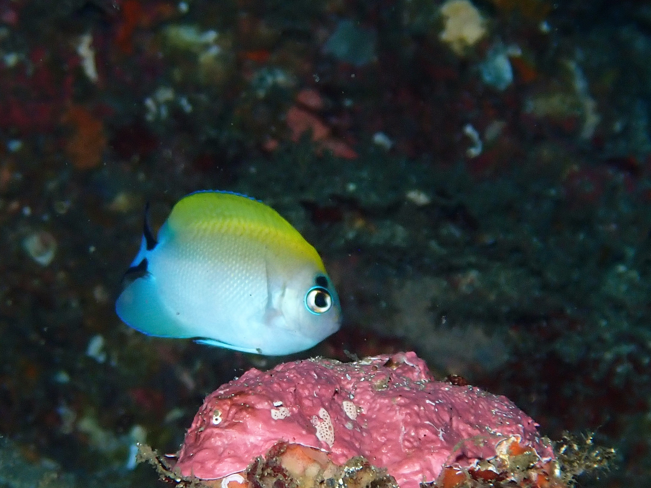 ヤイトヤッコ×トサヤッコ