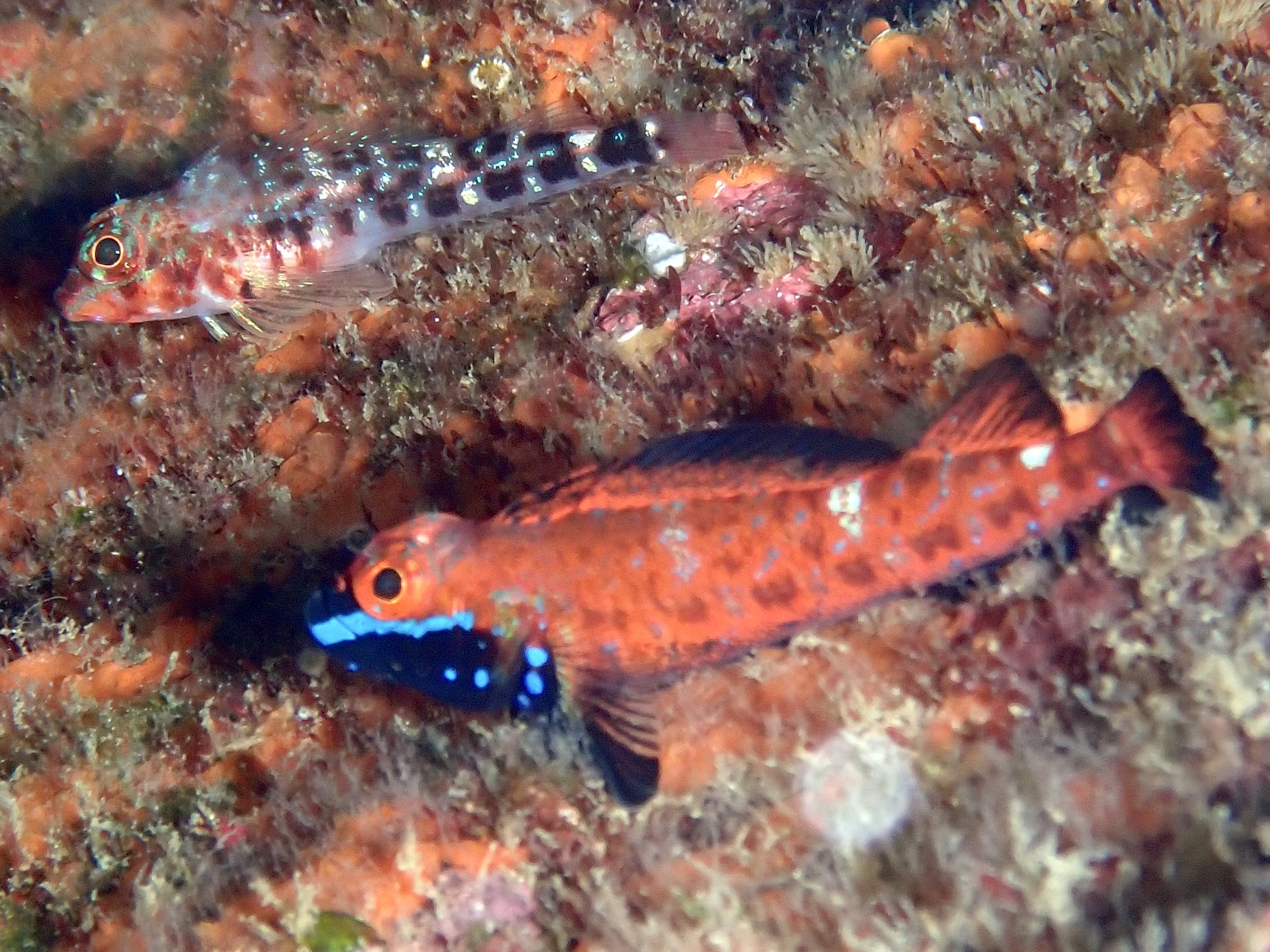 ヨゴレヘビギンポ