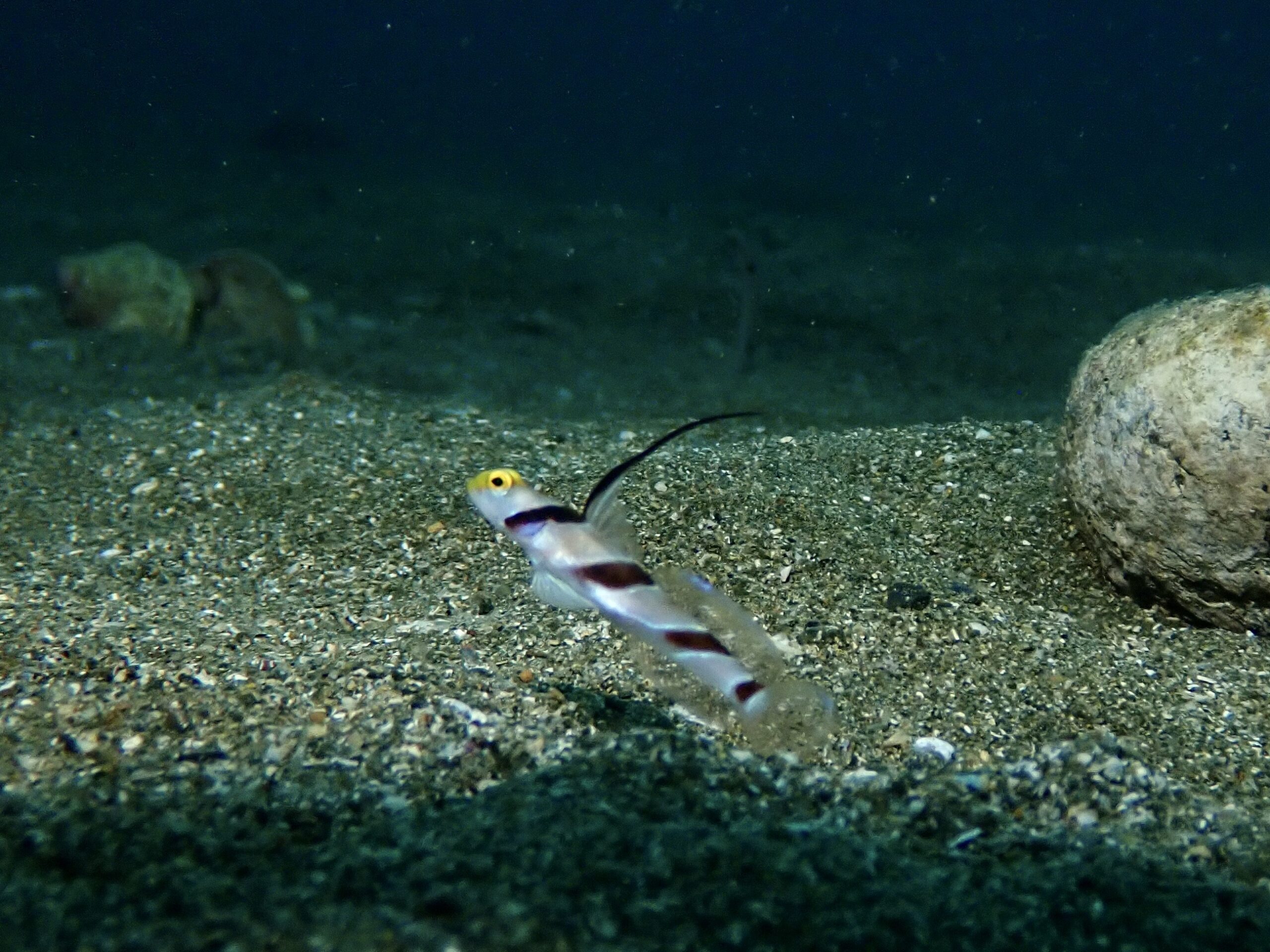 ヒレナガネジリンボウ