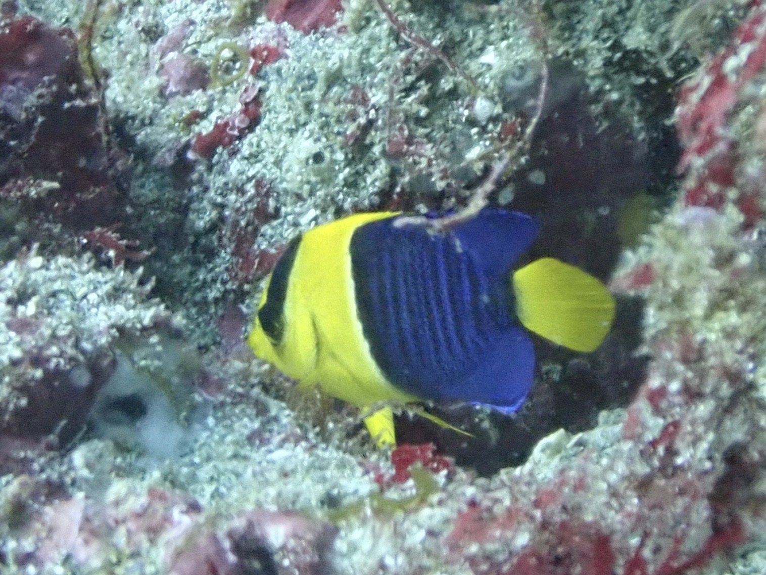 ソメワケヤッコ