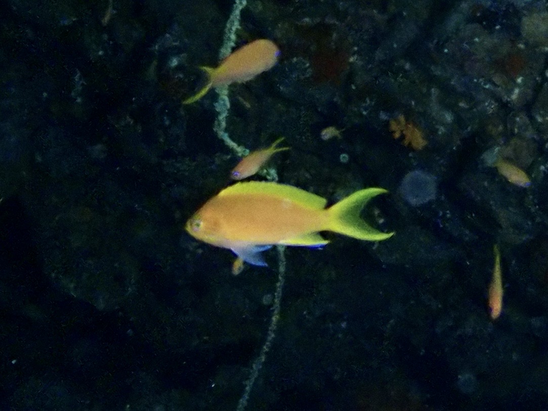 スミレナガハナダイ