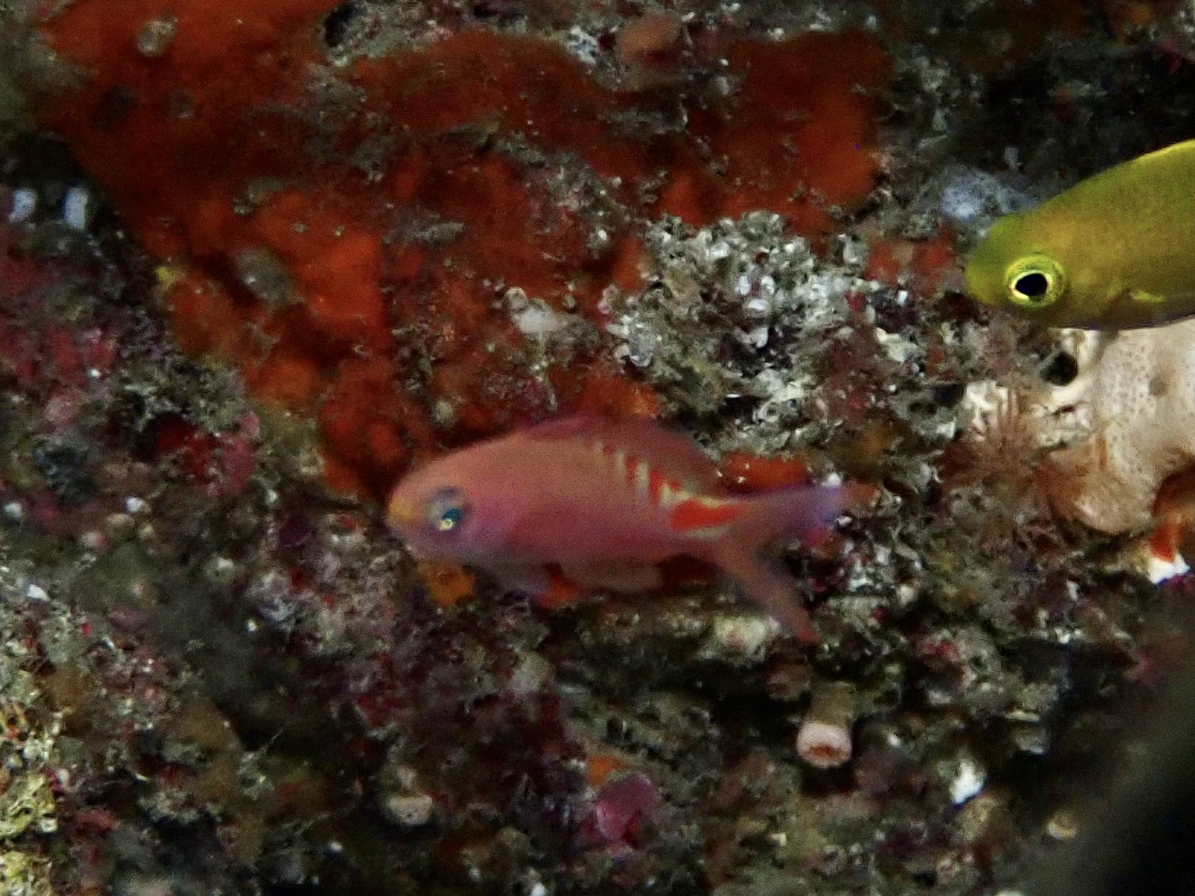 アカボシハナゴイ