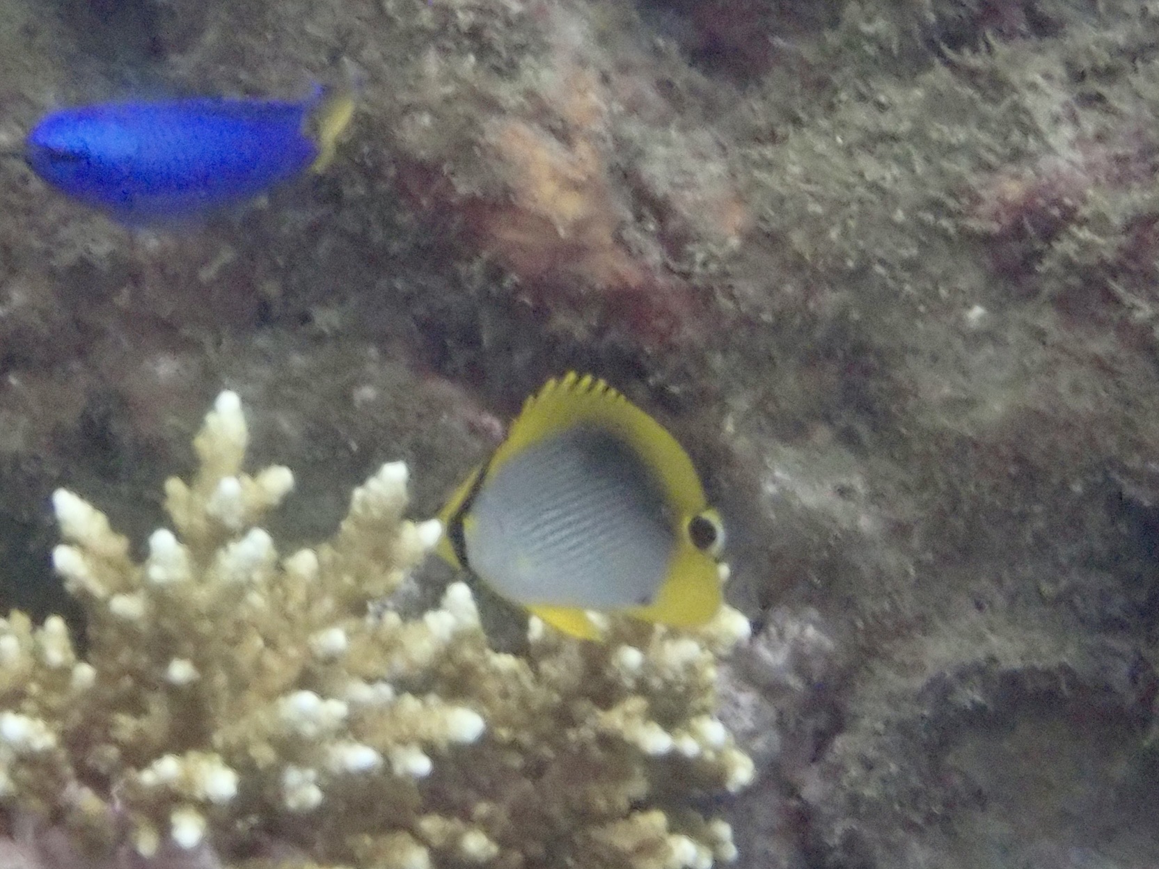 アケボノチョウチョウウオ