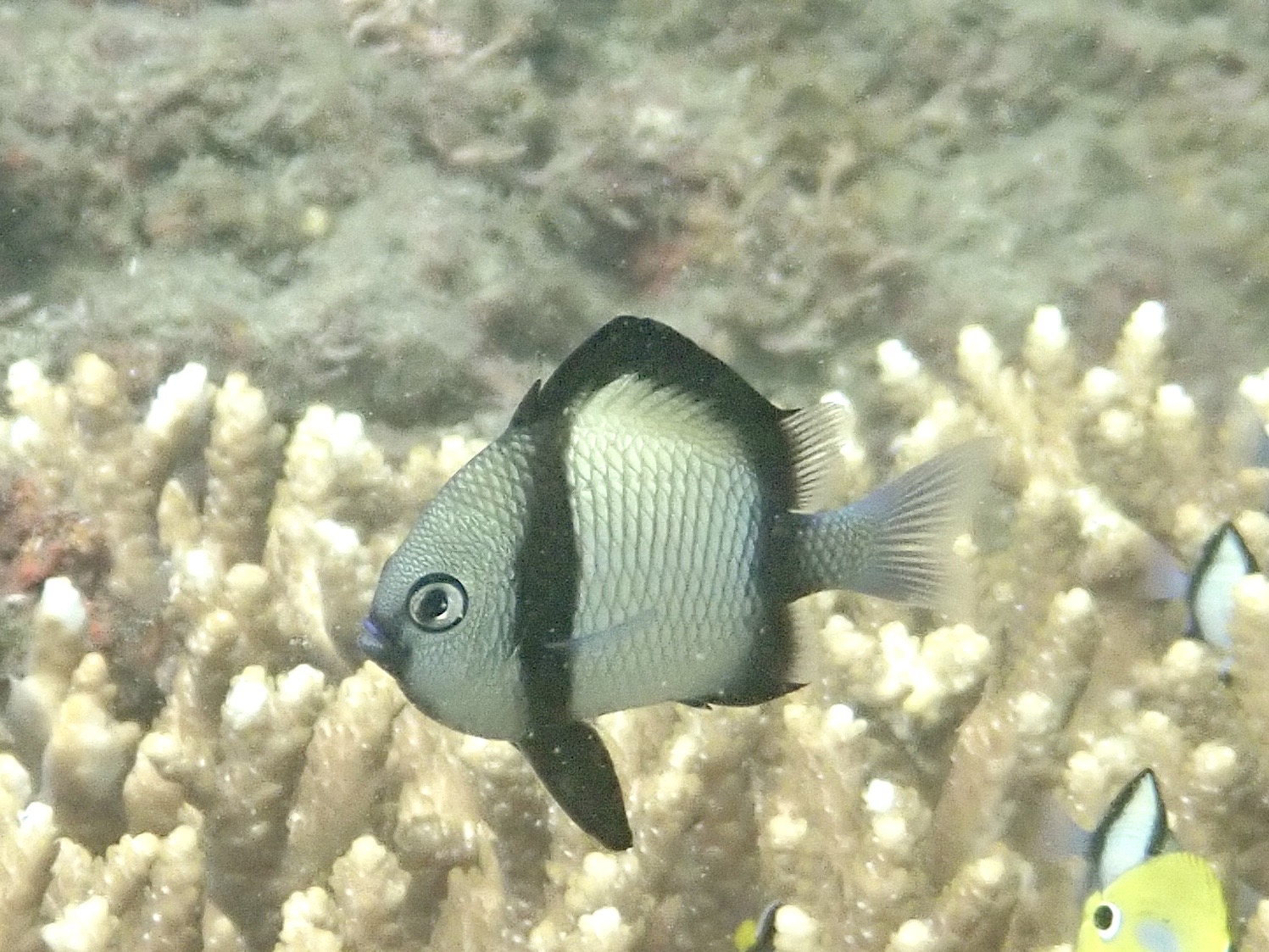 フタスジリュウキュウスズメダイ