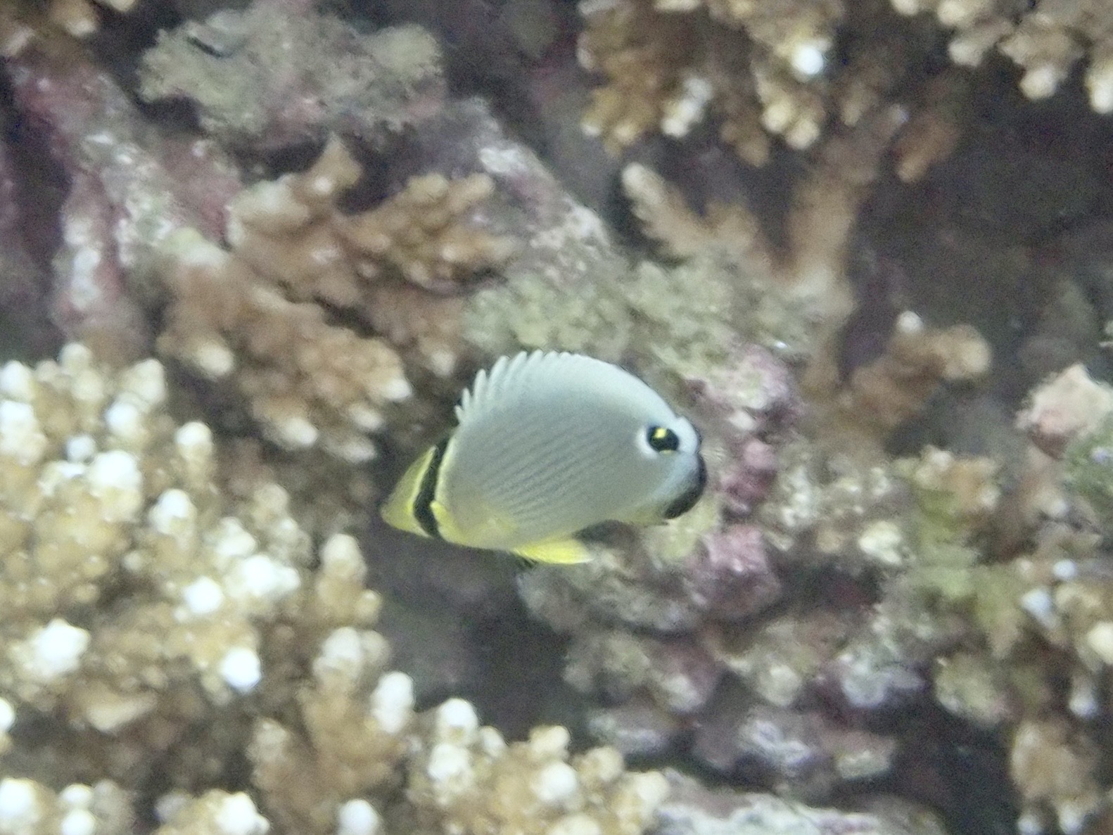 ミスジチョウチョウウオ