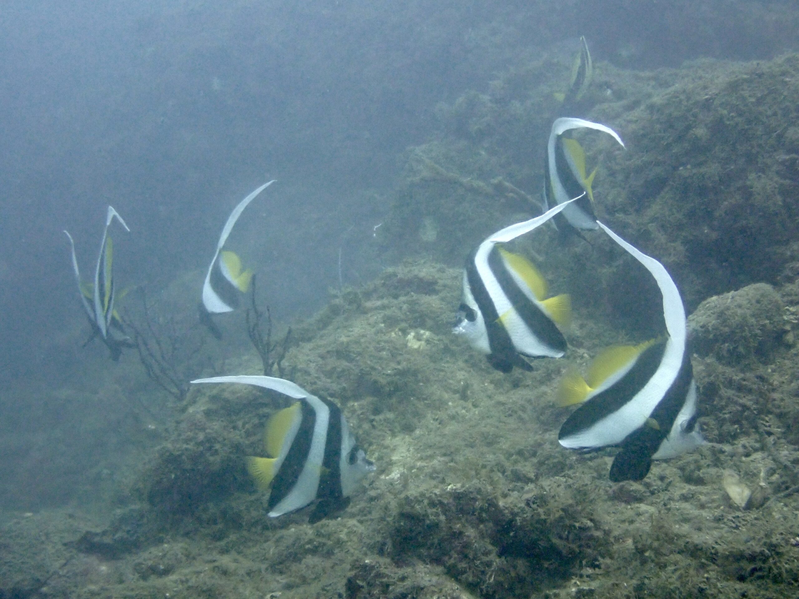 ムレハタタテダイ