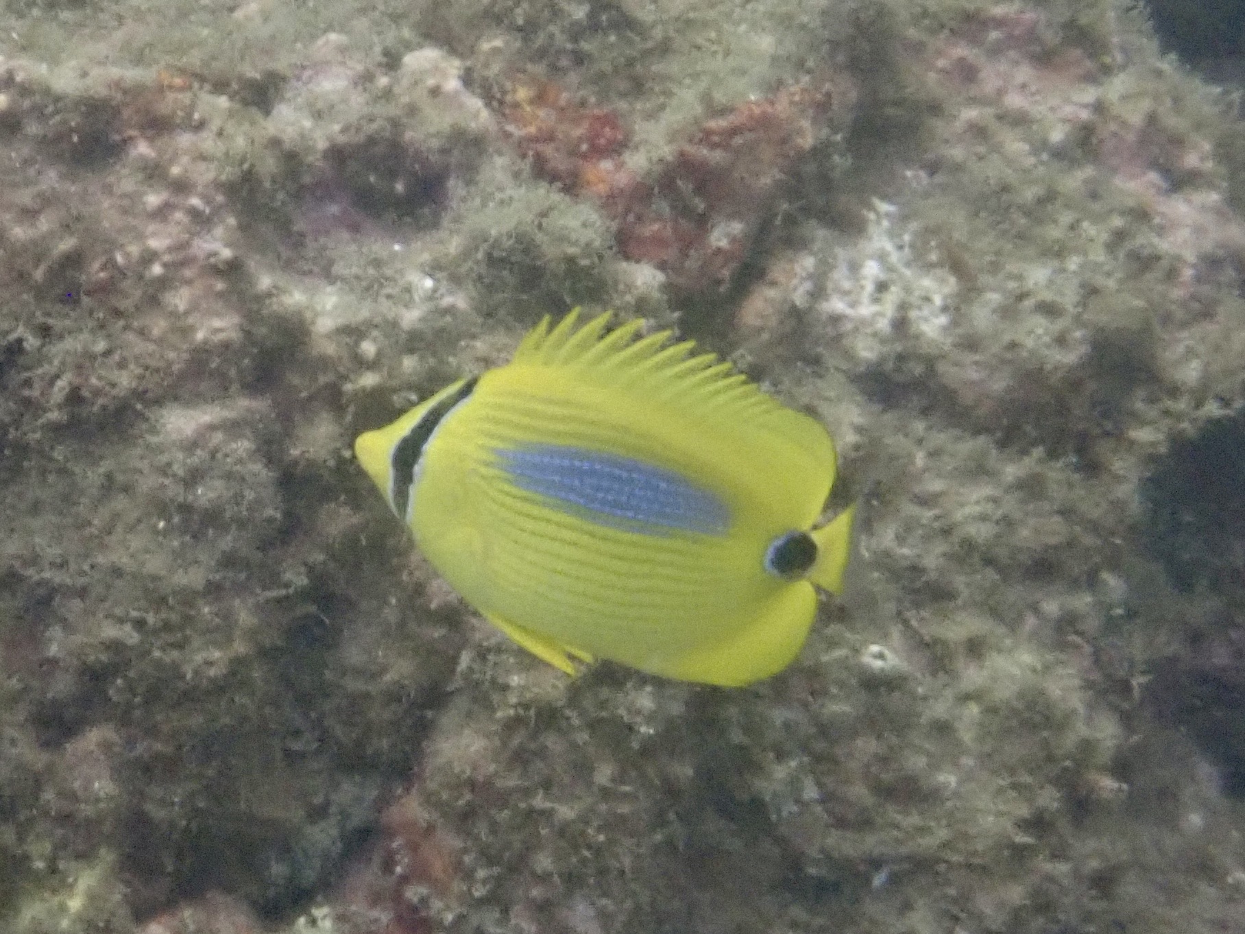 スミツキトノサマダイ