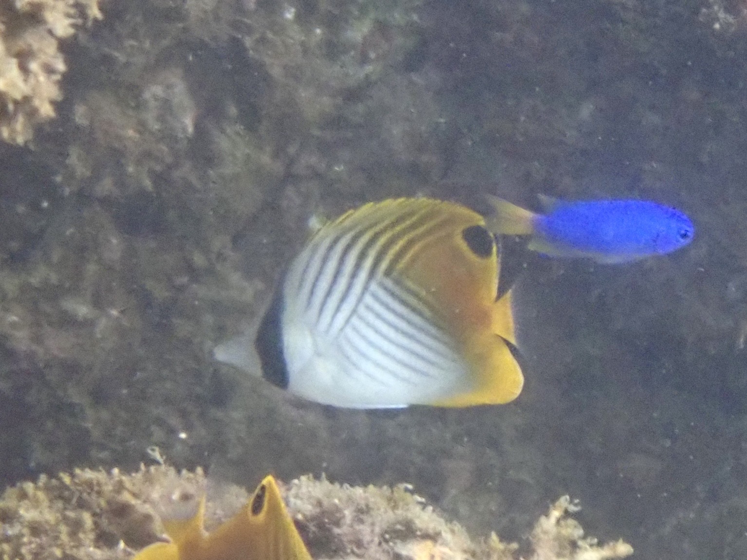 トゲチョウチョウウオ