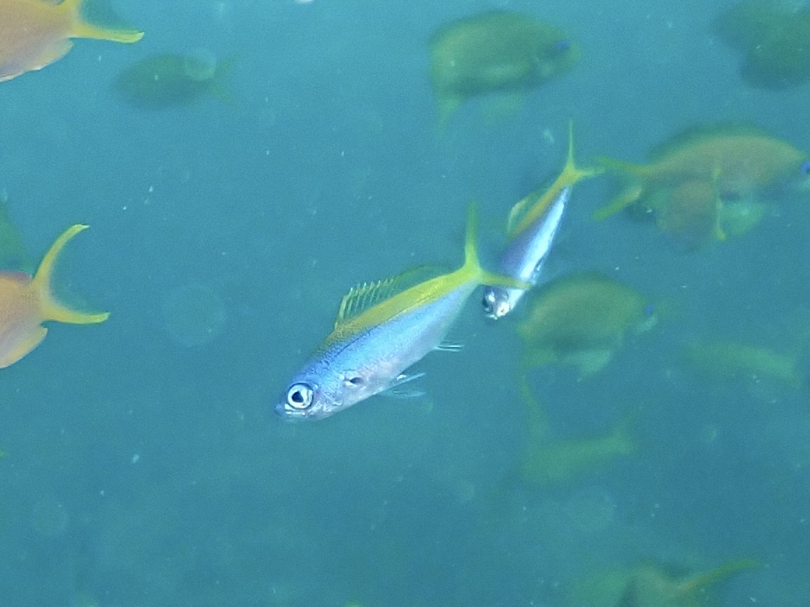 ウメイロモドキ