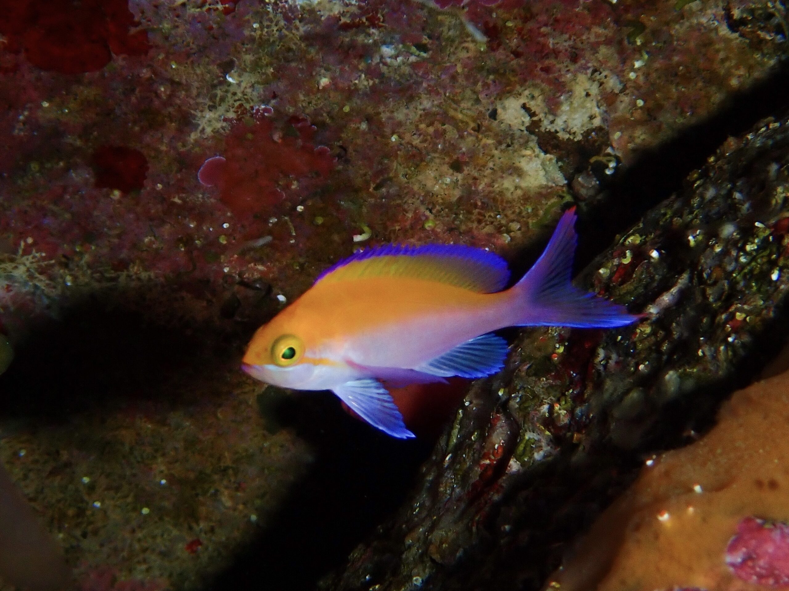 フタイロハナゴイ