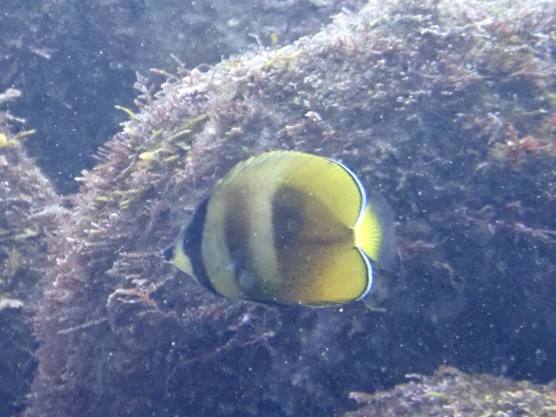 ミゾレチョウチョウウオ