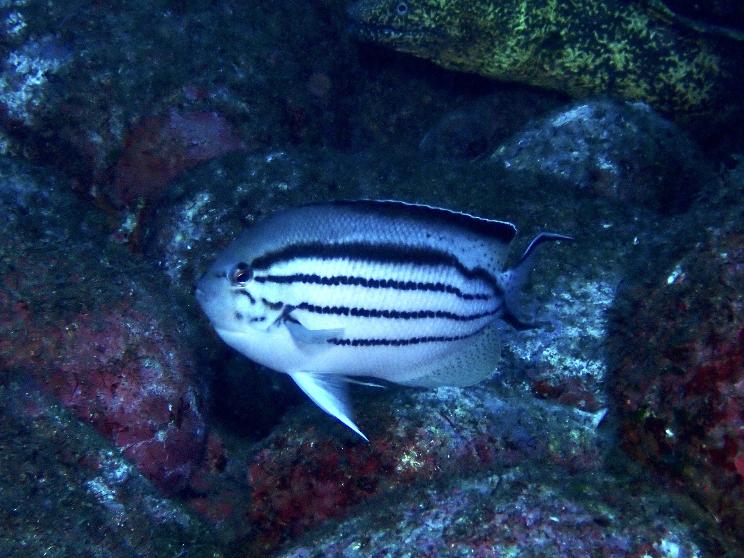 タテジマヤッコ