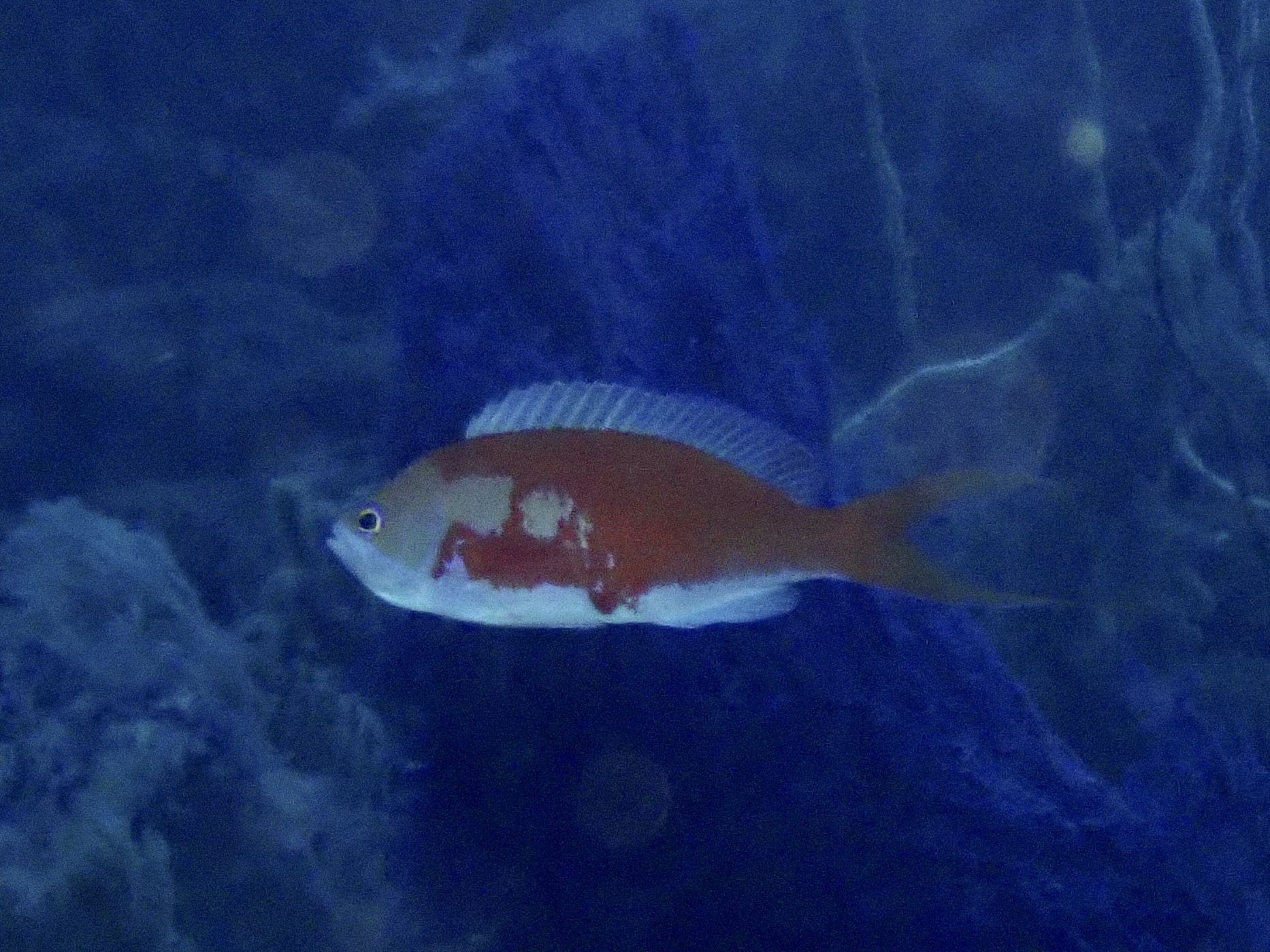 バラナガハナダイ