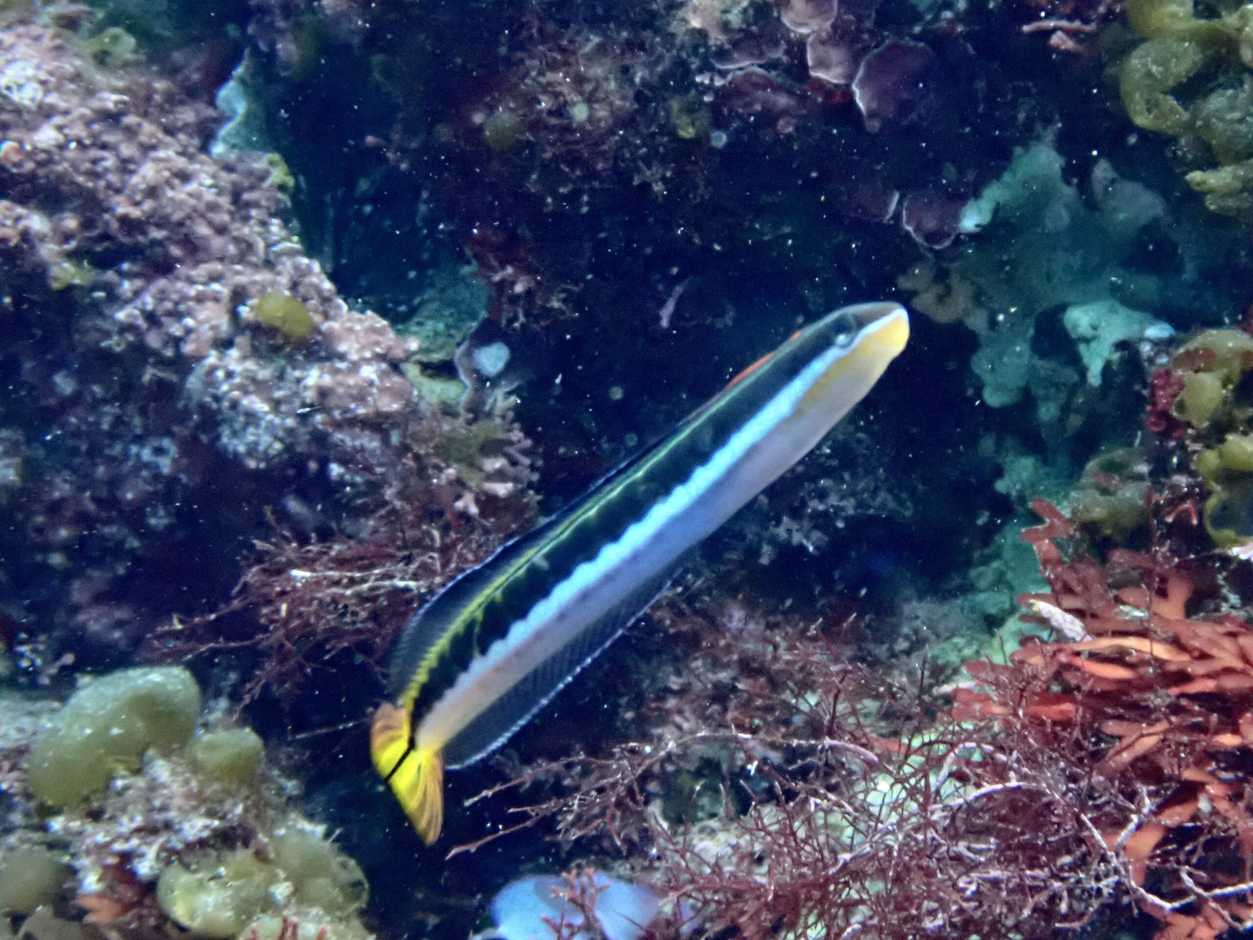 テンクロスジギンポ