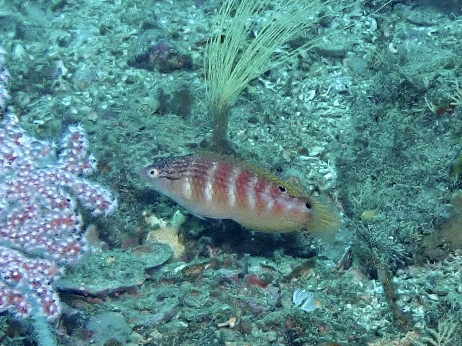 アデイトベラ