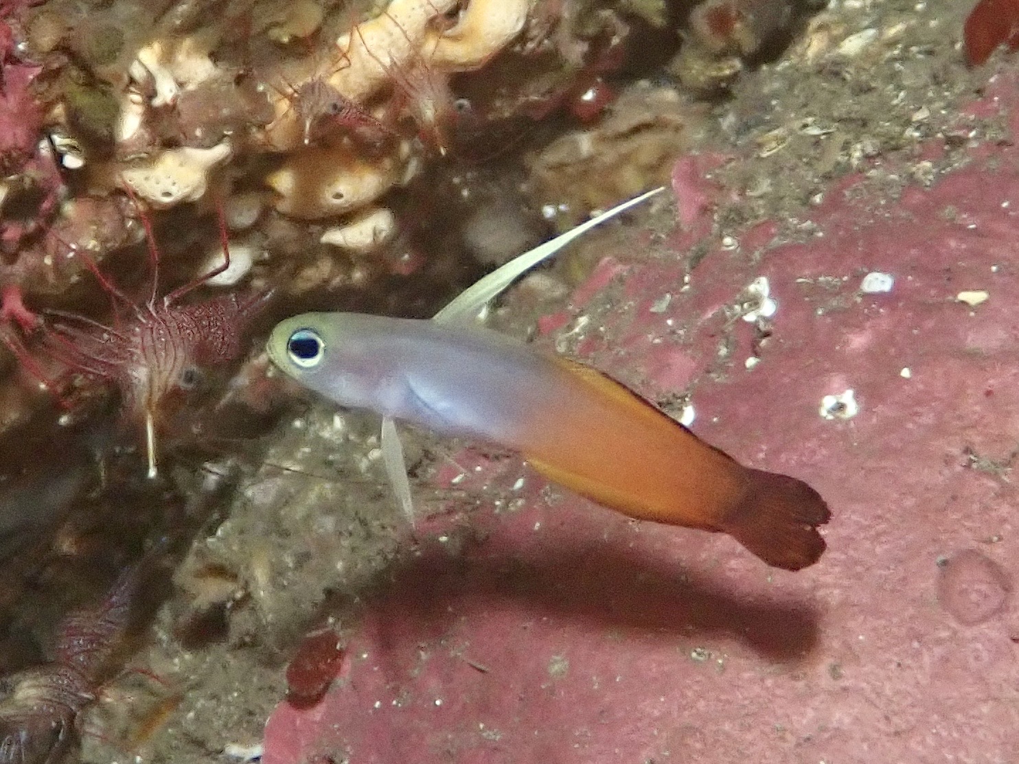 ハタタテハゼ