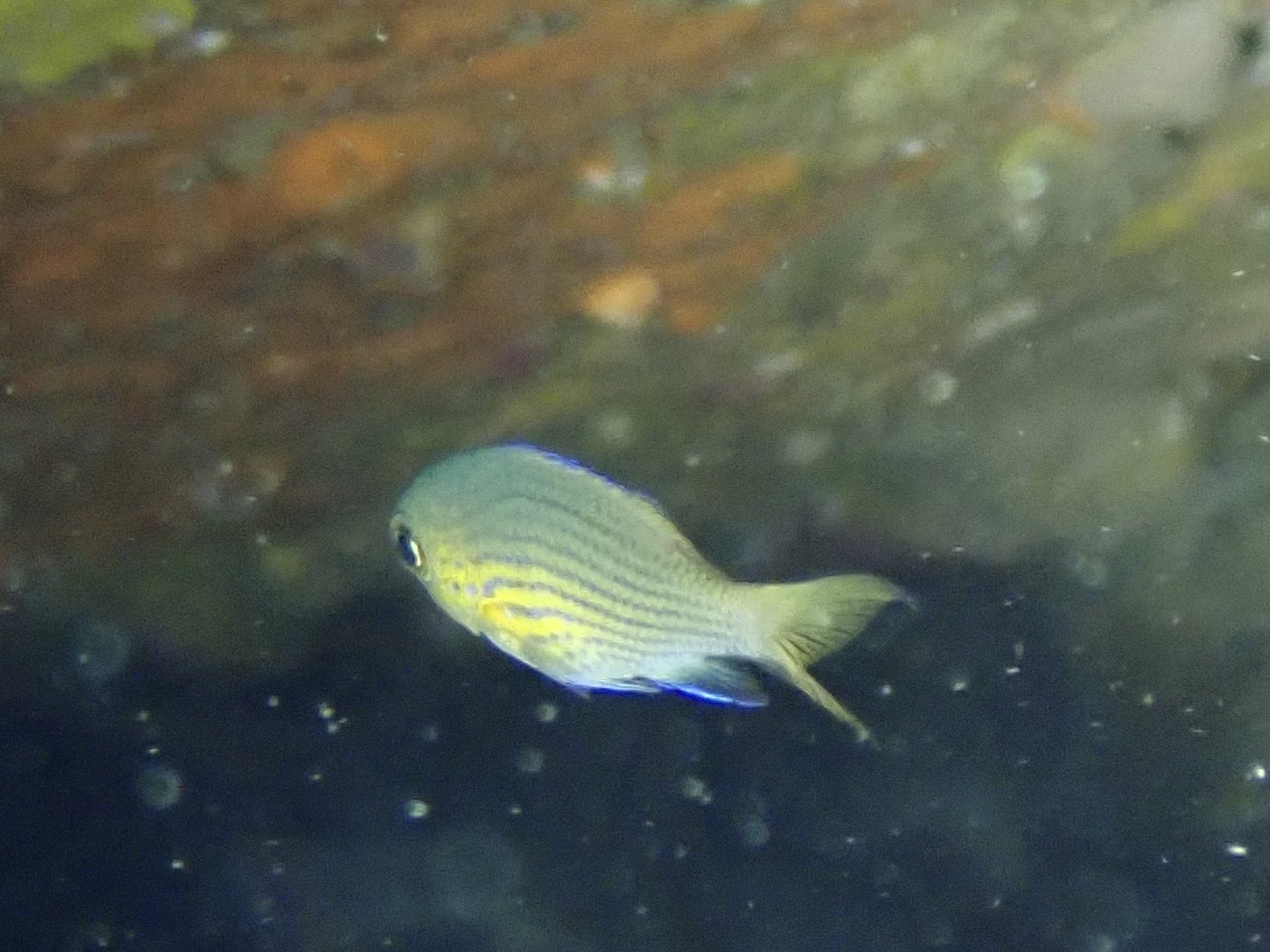 ヒメスズメダイ