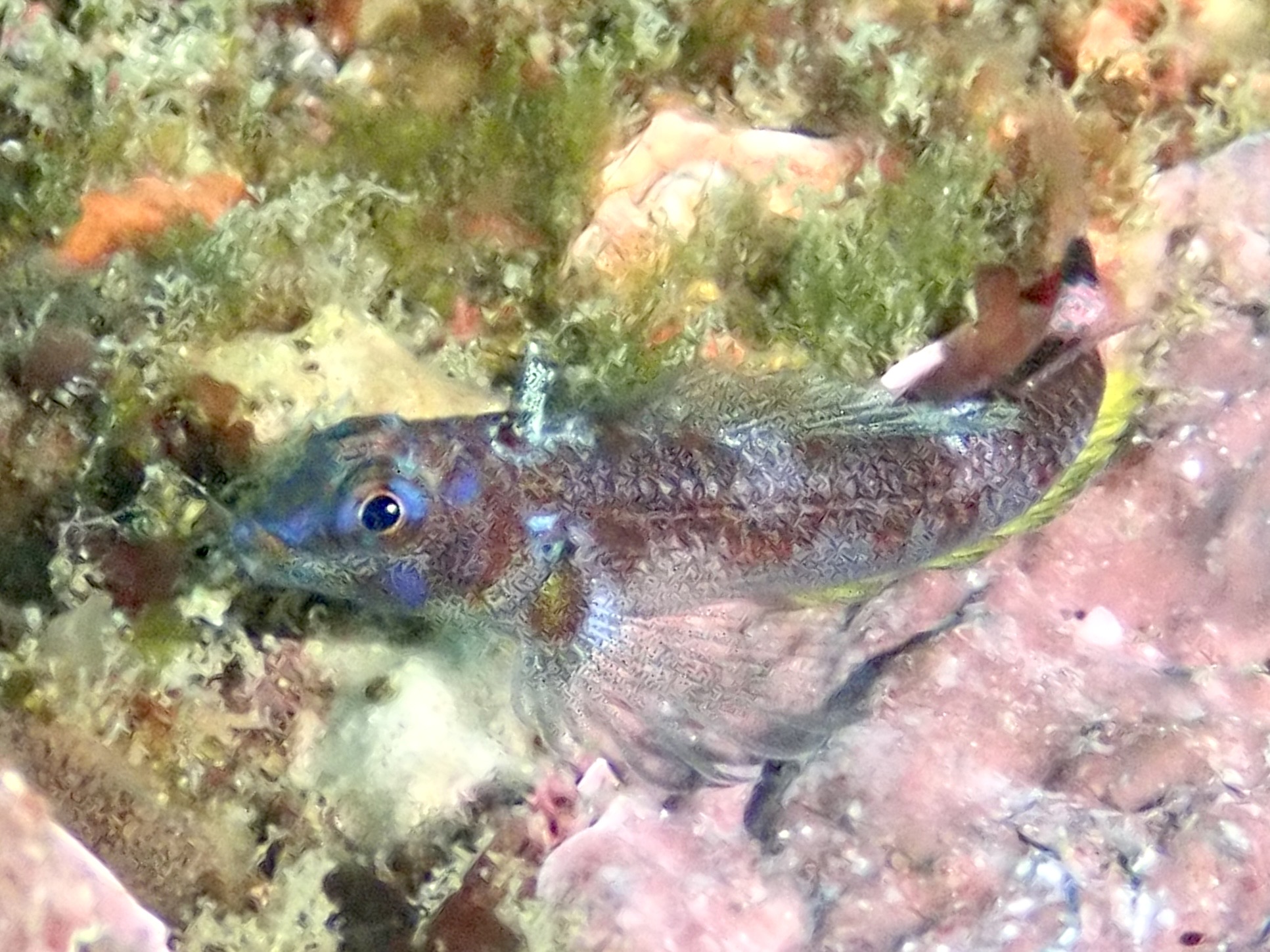 キビレヘビギンポ