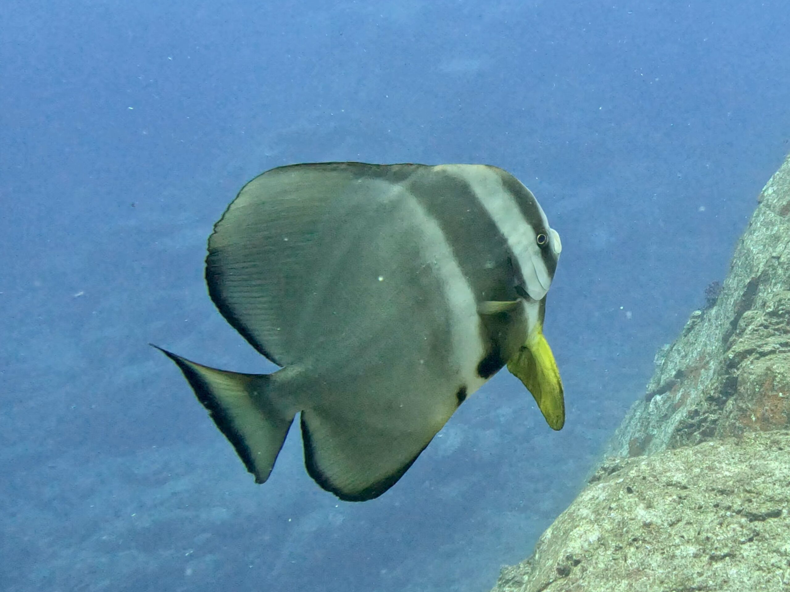 ツバメウオ