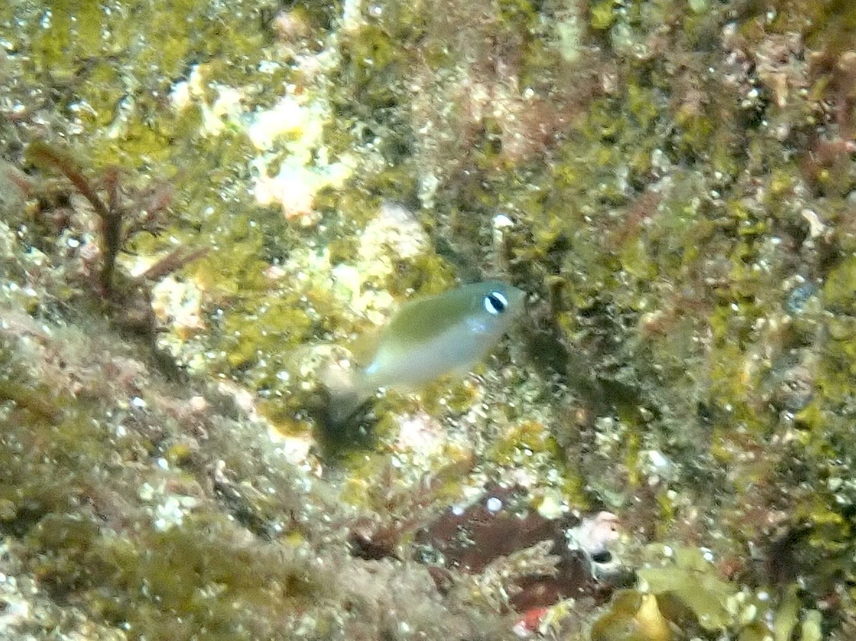 イワサキスズメダイ