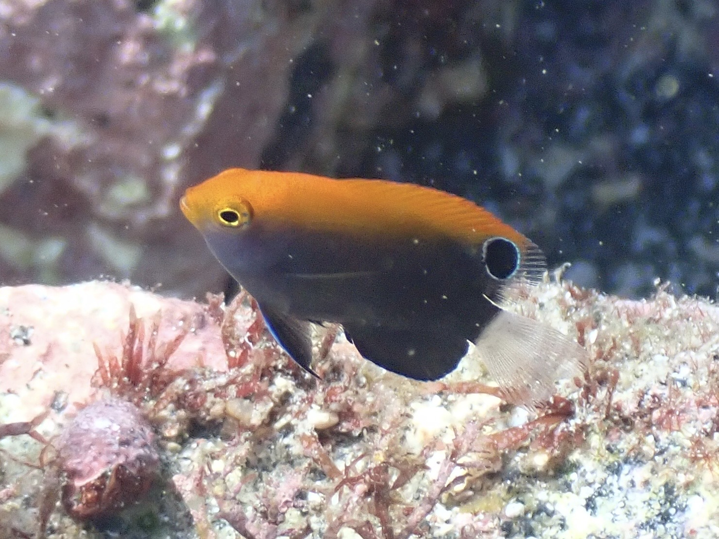 オジロスズメダイ