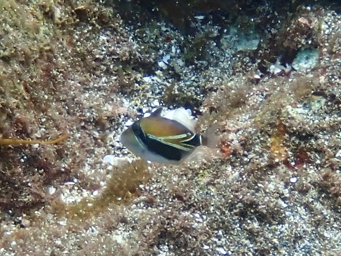 タスキモンガラ