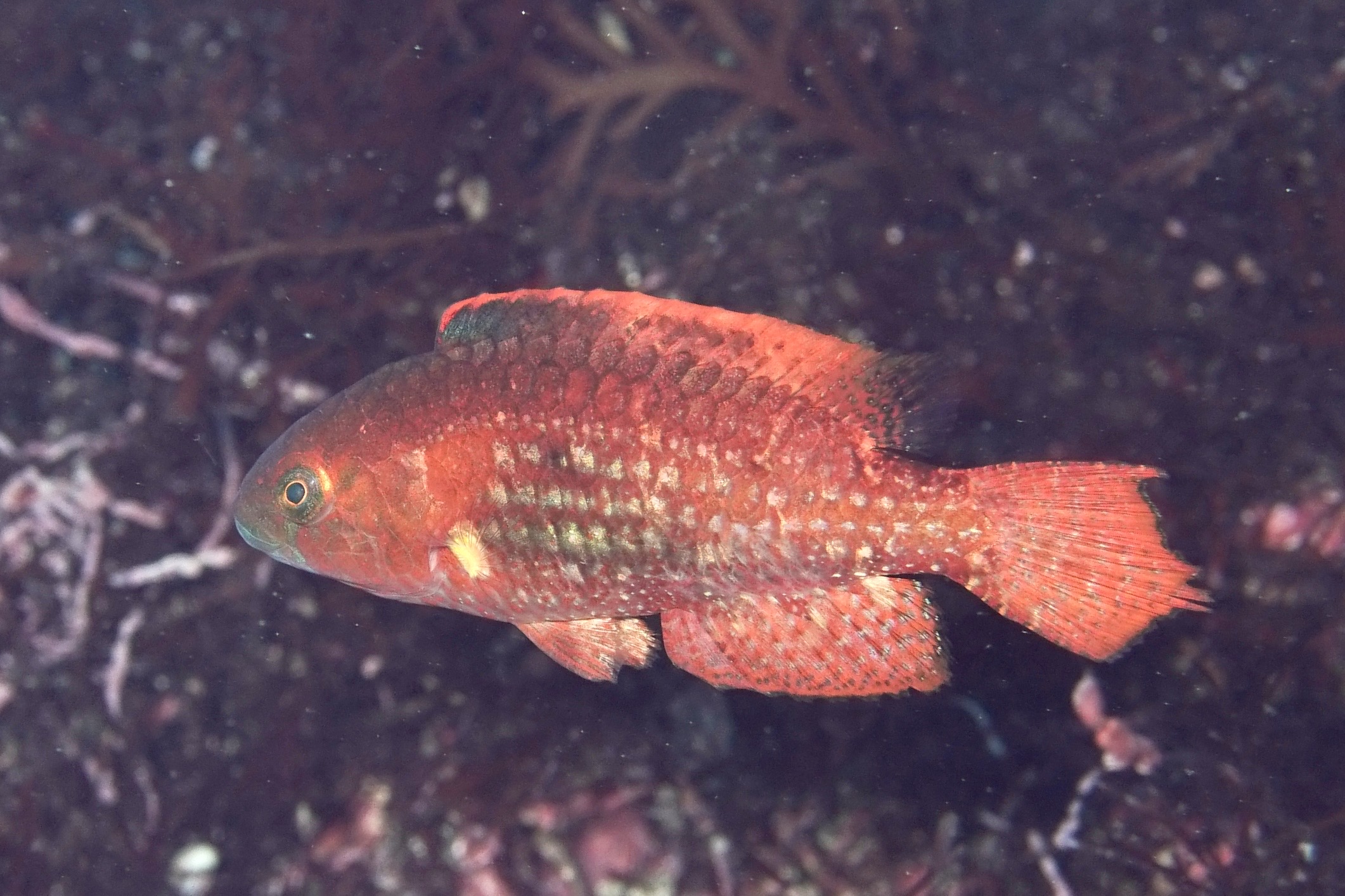 タコベラ