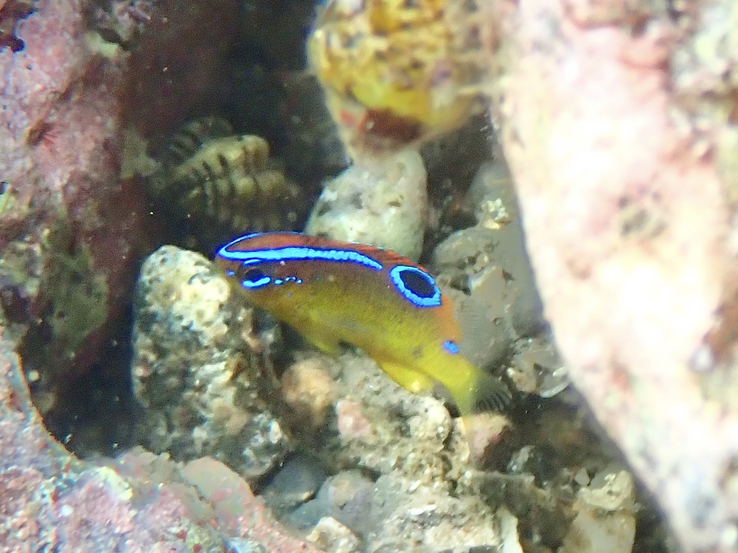 イチモンスズメダイ