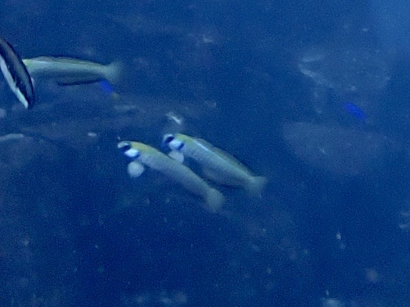 ゼブラハゼ