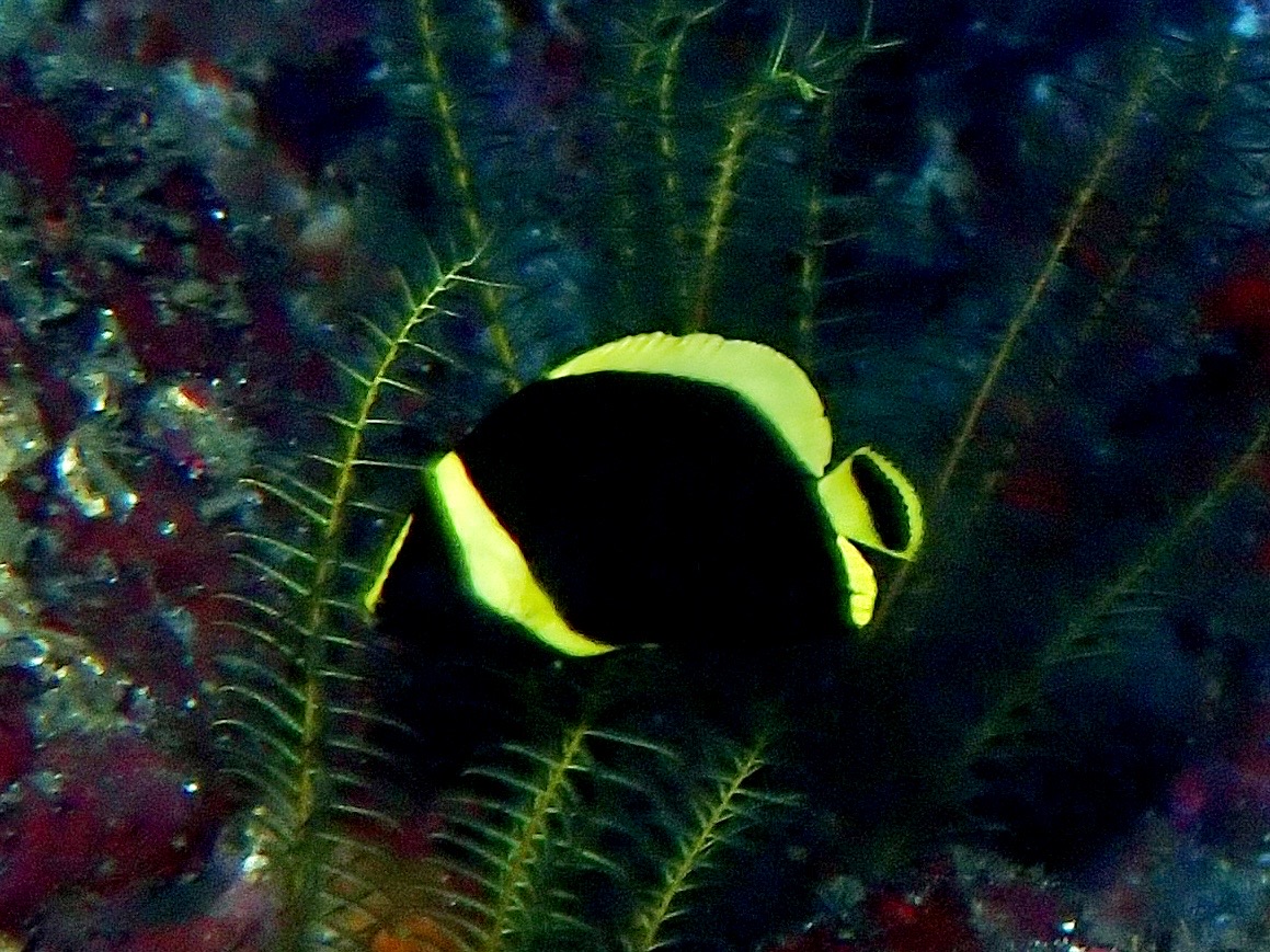 キヘリキンチャクダイ