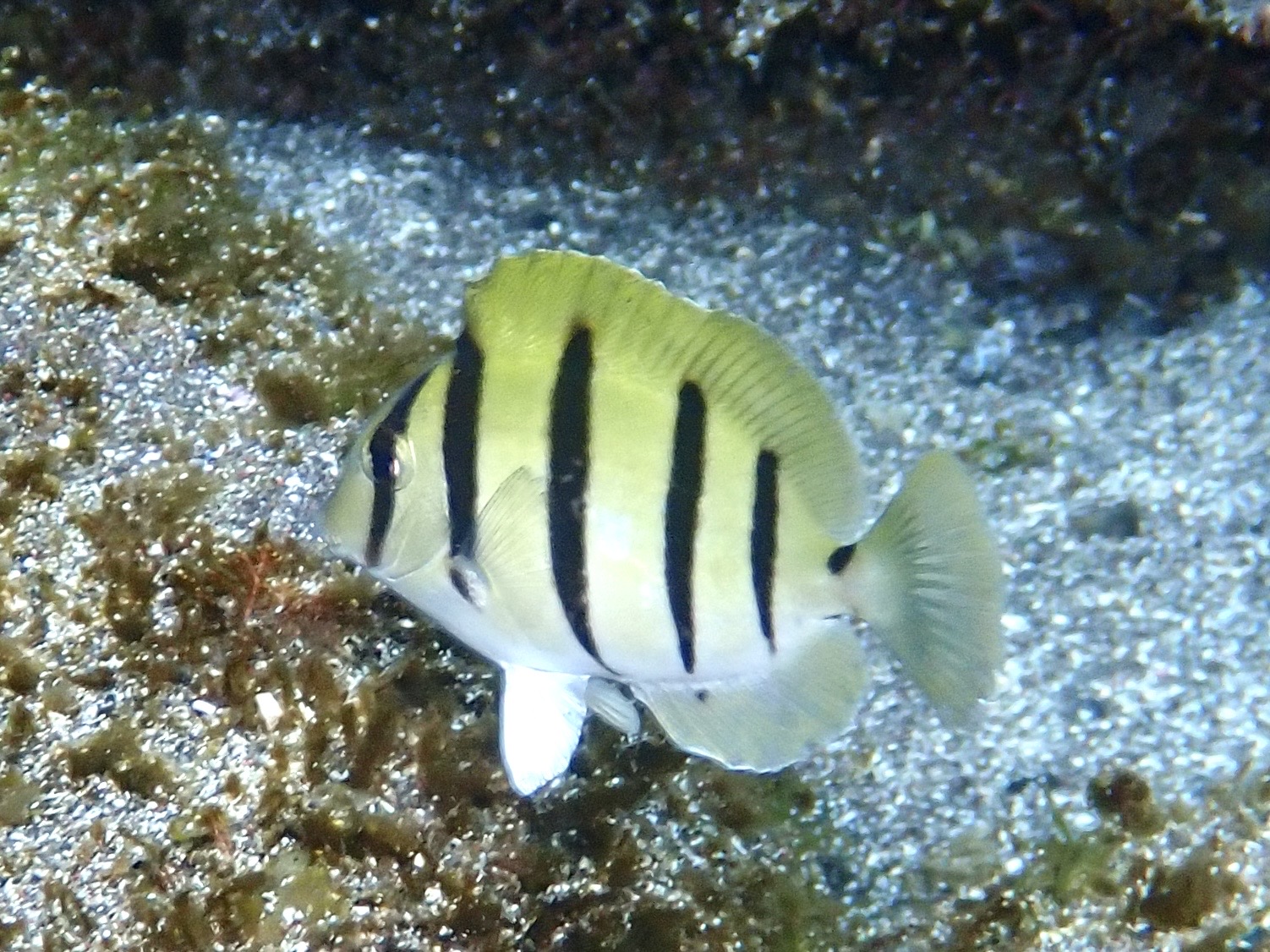 シマハギ
