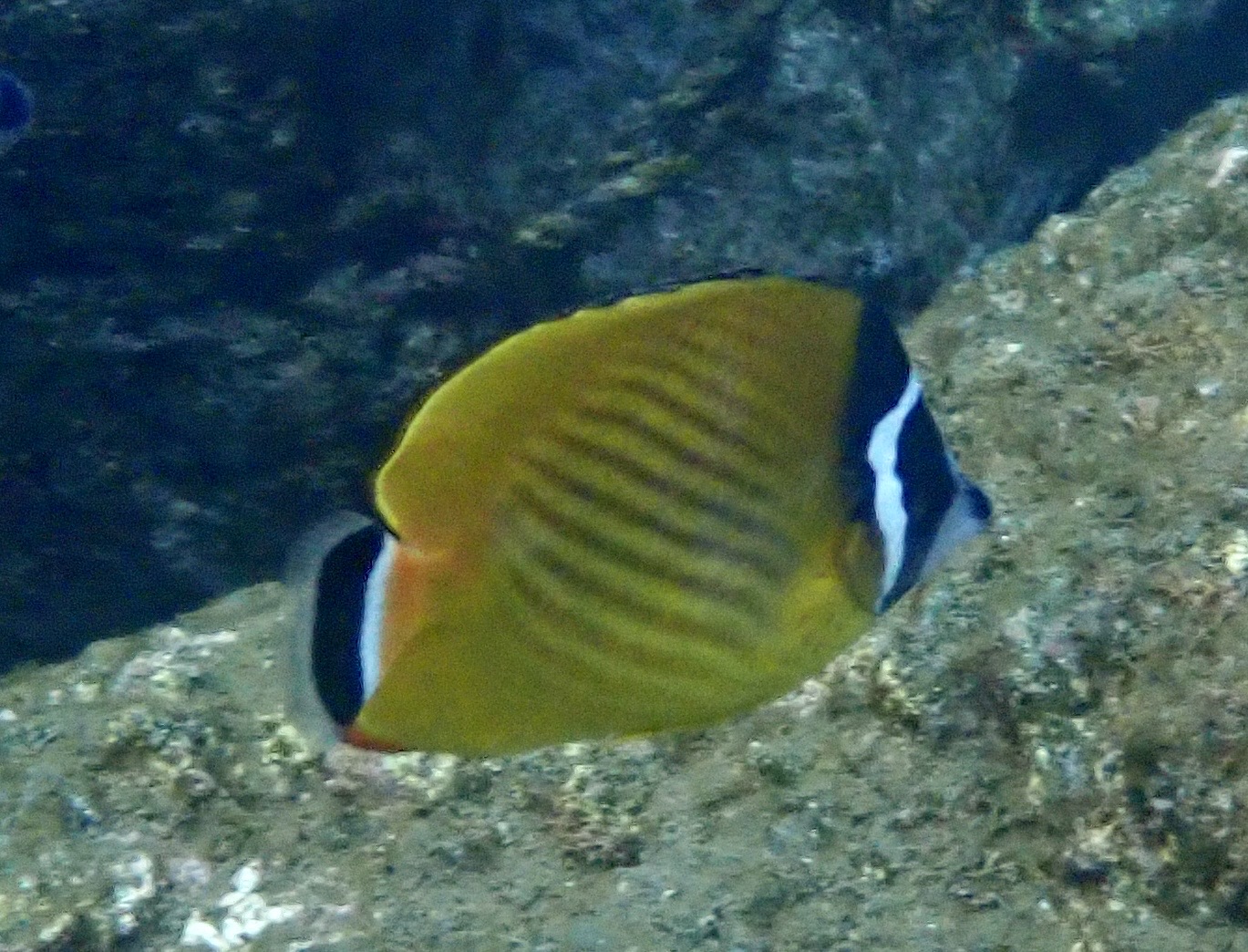 ツキチョウチョウウオ